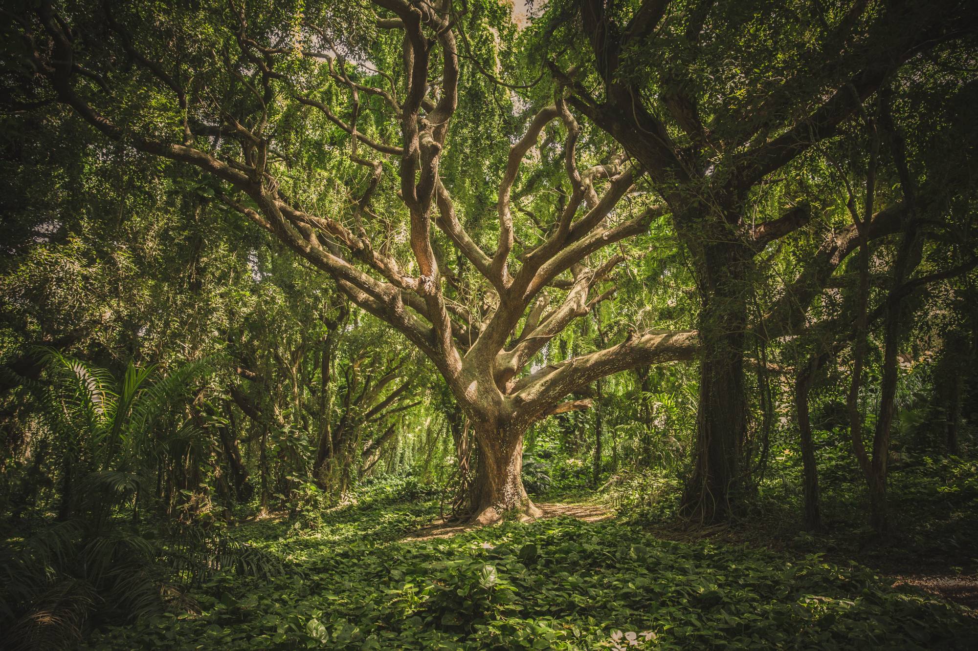 Arbre tortueux dans une forêt de feuillus