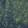 Forêt vue du ciel