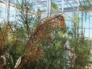 Photos serre IF - N&eacute;matode 18_11-28.jpg