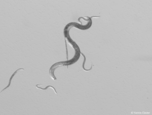 Photo n&eacute;matode du pin.png